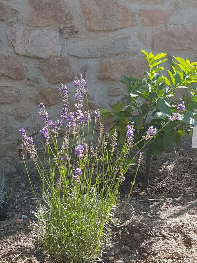 Villa La petite bergerie Roquebrune-sur Argens Esterno foto